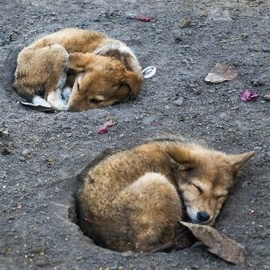 Street dogs
